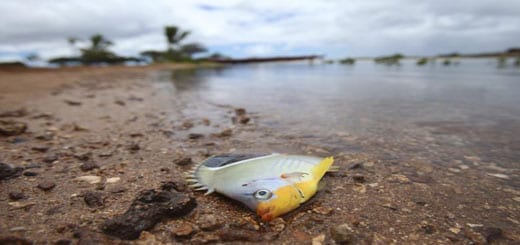 forpublish deadfish