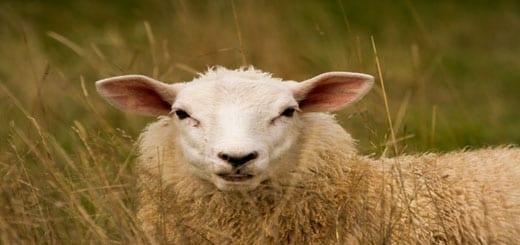 sheepforpublish