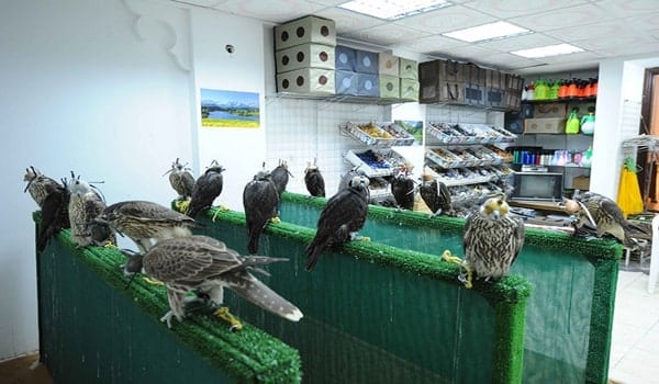 Falcon Centre - مركز الصقور والرياضات التراثية