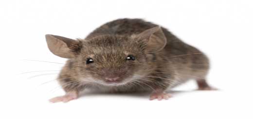 Rats in Dubai Restaurants