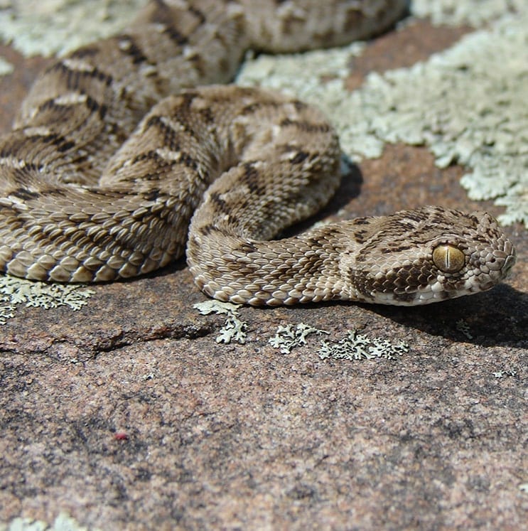 Saw Scaled Viper Snake
