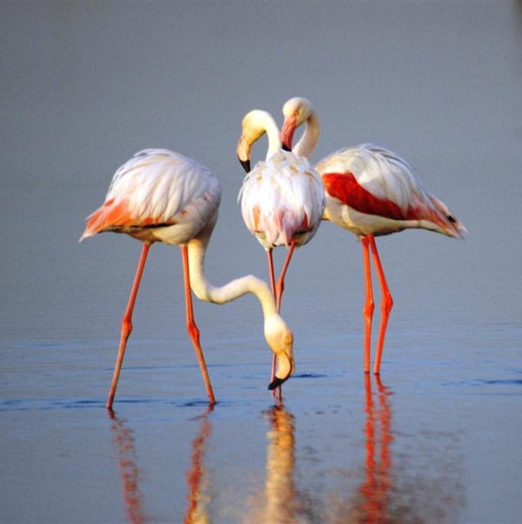 flamingo wading - النحام الكبير (الفنتير)