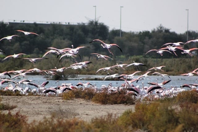 birds taking off from wetlands, sustainable guide to Dubai