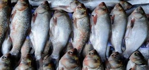 Imported Fish