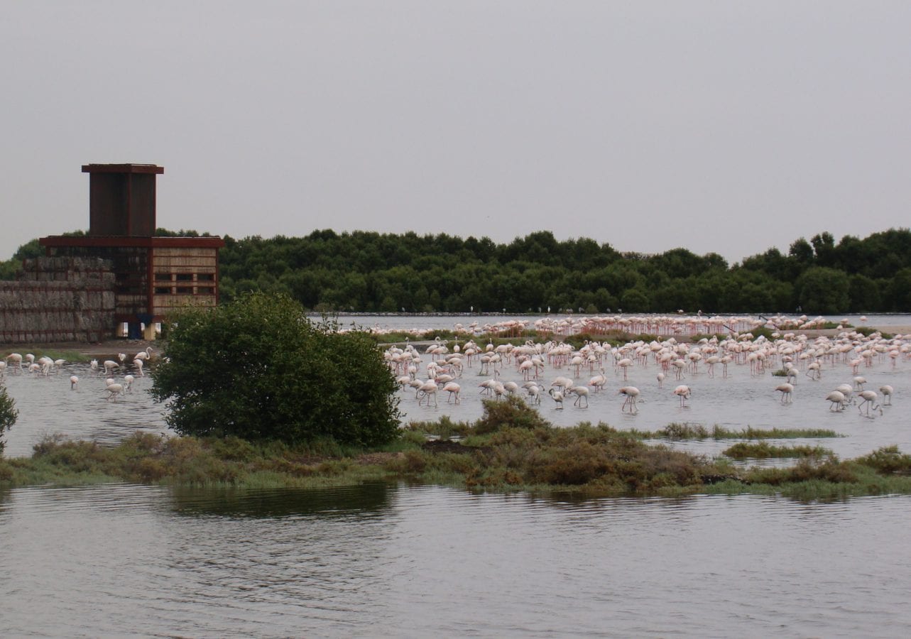 Ras al Khor Wildlife Sanctuary - محمية راس الخور للحياة الفطرية