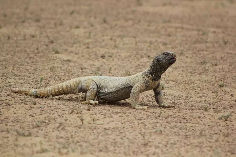 Al Wohoosh Desert Conservation Reserve ​- محمية الوحوش الصحراوية