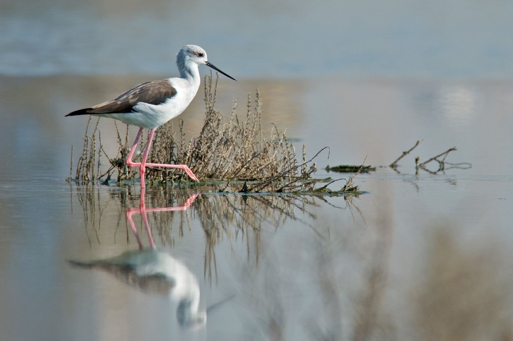 Bird طير