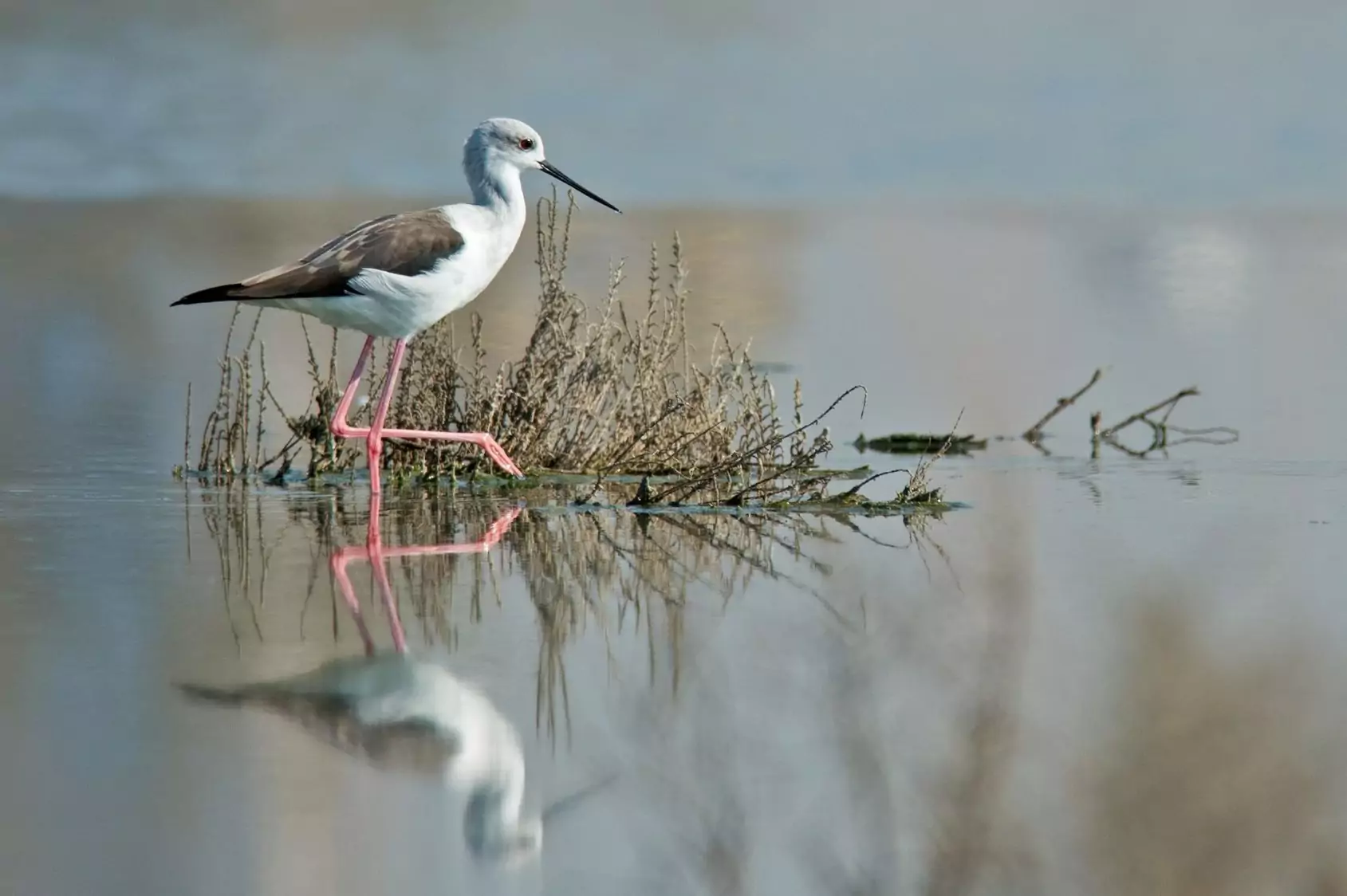 Bird طير