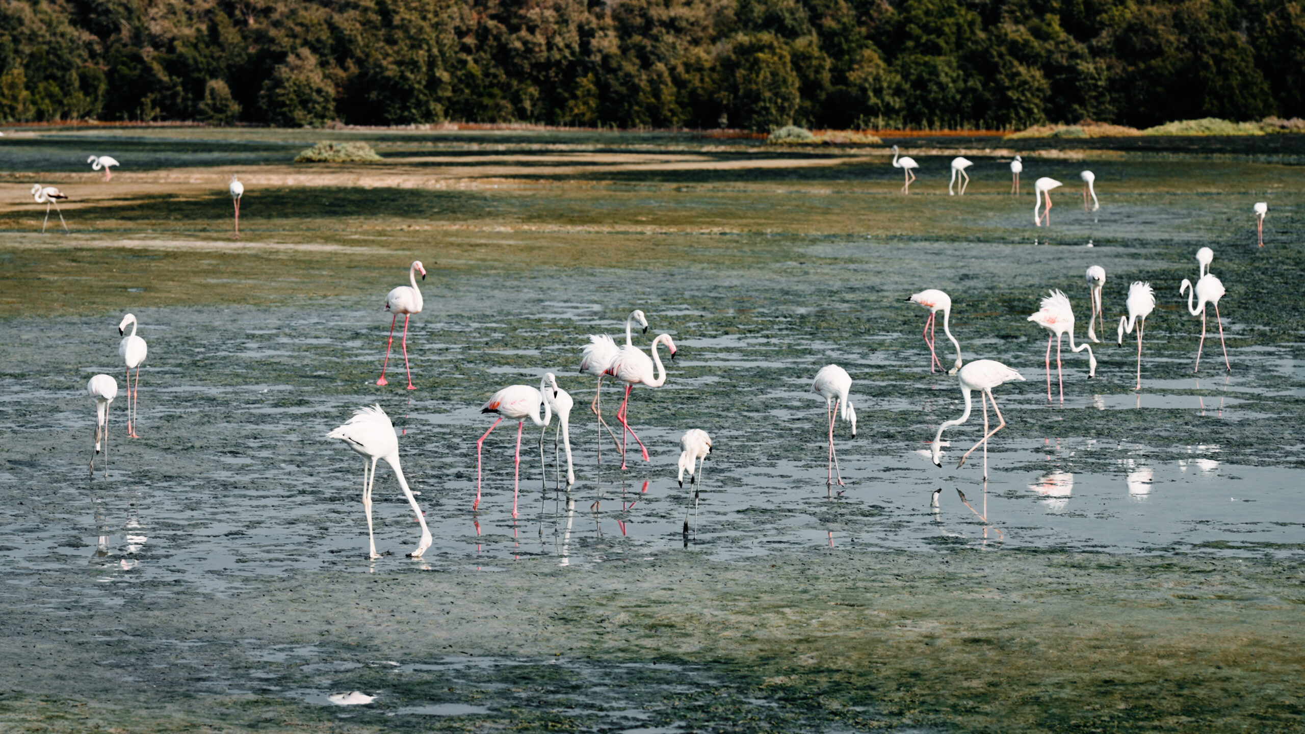 Dubai Protected Areas